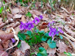 ニオイタチツボスミレのまとめ 育て方や花の特徴等4個のポイント 植物の育て方や豆知識をお伝えするサイト