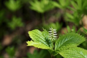 クルクマのまとめ 育て方 寄せ植えや増やし方 と花言葉等11個のポイント 植物の育て方や豆知識をお伝えするサイト