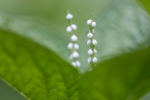フタリシズカ 二人静 のまとめ 育て方や花言葉等6個のポイント 植物の育て方や豆知識をお伝えするサイト