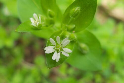 ミドリハコベのまとめ 種の特徴やコハコベとの違い等4個のポイント 植物の育て方や豆知識をお伝えするサイト