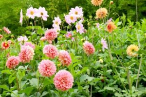 ミニダリアのまとめ 育て方 苗の植え方や切り戻し と花言葉等9個のポイント 植物の育て方や豆知識をお伝えするサイト