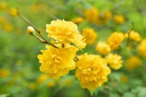 タンジーのまとめ 毒性や花言葉など5個のポイント 植物の育て方や豆知識をお伝えするサイト