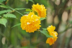 ヤエヤマブキ 八重山吹 のまとめ 育て方 鉢植えや剪定 と花言葉等7個のポイント 植物の育て方や豆知識をお伝えするサイト