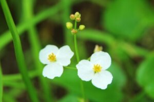 イヌサフランのまとめ 毒性や花言葉等9個のポイント 植物の育て方や豆知識をお伝えするサイト