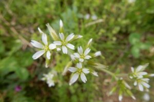 アマナ 花 のまとめ 育て方 適した環境や増やし方 と花言葉等7個のポイント 植物の育て方や豆知識をお伝えするサイト