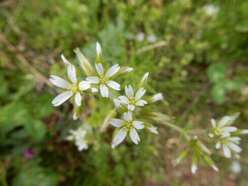 オランダミミナグサのまとめ 名前の由来や花言葉等4個のポイント 植物の育て方や豆知識をお伝えするサイト