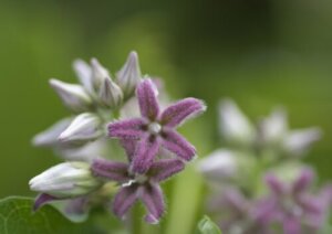 ガガイモのまとめ 育て方 挿し木や種まき と花言葉等10個のポイント 植物の育て方や豆知識をお伝えするサイト