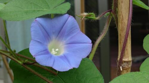 ソライロアサガオ 空色朝顔 のまとめ 育て方と花言葉等6個のポイント 植物の育て方や豆知識をお伝えするサイト