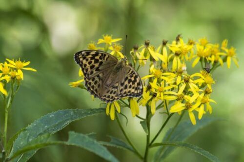 ハンゴンソウのまとめ 育て方 環境や鉢植え と花言葉等8個のポイント 植物の育て方や豆知識をお伝えするサイト