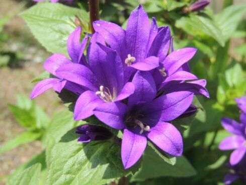 ヤツシロソウのまとめ 育て方 苗の植え方や種まき や花言葉等7個のポイント 植物の育て方や豆知識をお伝えするサイト