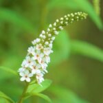 トリアシショウマのまとめ 山菜の食べ方や似た花等6個のポイント 植物の育て方や豆知識をお伝えするサイト