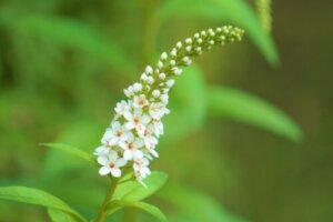 悪茄子 ワルナスビ のまとめ 駆除のやり方や花言葉等10個のポイント 植物の育て方や豆知識をお伝えするサイト