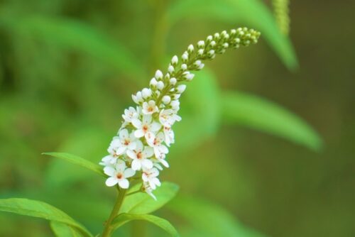 オカトラノオのまとめ 育て方 増やし方 や似た花等9個のポイント 植物の育て方や豆知識をお伝えするサイト