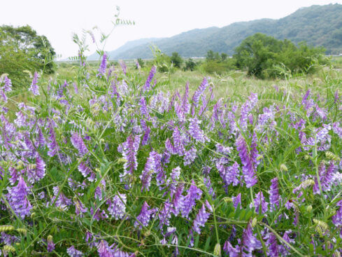 草藤 クサフジ のまとめ 似た花や花言葉等7個のポイント 植物の育て方や豆知識をお伝えするサイト