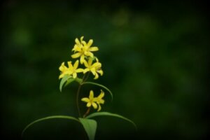コツラのまとめ 育て方 種まきや苗の植え付け と花言葉等10個のポイント 植物の育て方や豆知識をお伝えするサイト