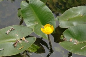 コツラのまとめ 育て方 種まきや苗の植え付け と花言葉等10個のポイント 植物の育て方や豆知識をお伝えするサイト