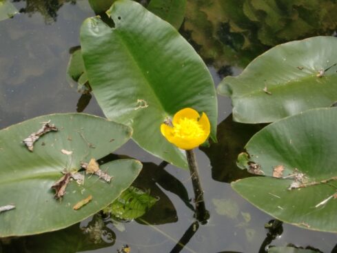 コウホネ 水草 のまとめ 育て方 植え替えや株分け と花言葉等9個のポイント 植物の育て方や豆知識をお伝えするサイト