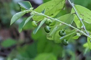 グミの木 植物 のまとめ 育て方 剪定や植え替え と花言葉等11個のポイント 植物の育て方や豆知識をお伝えするサイト