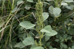 ウキツリボクのまとめ 育て方 剪定や挿し木 と花言葉等11個のポイント 植物の育て方や豆知識をお伝えするサイト