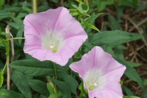 カトレアのまとめ 花の季節や花言葉など14個のポイント 植物の育て方や豆知識をお伝えするサイト