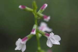 コデマリ 小手毬 のまとめ 育て方 剪定や挿し木 と花言葉等19個のポイント 植物の育て方や豆知識をお伝えするサイト