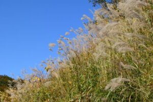 ススキのまとめ 育て方 植え替えや挿し木 と花言葉等19個のポイント 植物の育て方や豆知識をお伝えするサイト