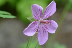 シャクヤク 芍薬 の育て方 シャクヤクの鉢植えで育てるポイントや増やし方 開花時期は 花言葉とことわざ さらには種類や品種も 植物の育て方 や豆知識をお伝えするサイト