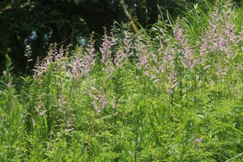 チダケサシのまとめ 似た花や花言葉等7個のポイント 植物の育て方や豆知識をお伝えするサイト