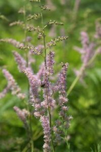 チダケサシのまとめ 似た花や花言葉等7個のポイント 植物の育て方や豆知識をお伝えするサイト