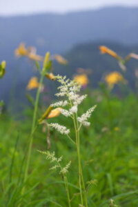 チダケサシのまとめ 似た花や花言葉等7個のポイント 植物の育て方や豆知識をお伝えするサイト