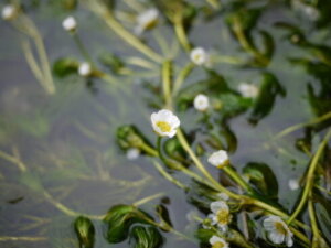 梅花藻 バイカモ のまとめ 見頃 開花時期 や花言葉等6個のポイント 植物の育て方や豆知識をお伝えするサイト