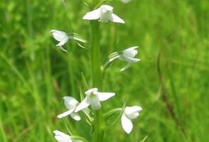 イベリスのまとめ 育て方 庭植えや寄せ植え と花言葉等15個のポイント 植物の育て方や豆知識をお伝えするサイト