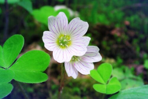 ミヤマカタバミ 山野草 のまとめ 育て方や花言葉等6個のポイント 植物の育て方や豆知識をお伝えするサイト
