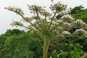 ヒナソウのまとめ 育て方 植え替えや増やし方 と花言葉等16個のポイント 植物の育て方や豆知識をお伝えするサイト