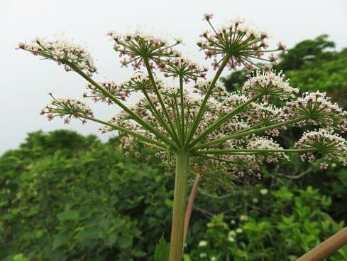 アマニュウ 山菜 のまとめ エゾニュウとの違いや食べ方等5個のポイント 植物の育て方や豆知識をお伝えするサイト