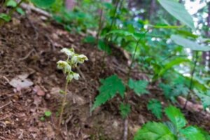 かすみ草 カスミソウ のまとめ 育て方 鉢植えや種まき と花言葉等16個のポイント 植物の育て方や豆知識をお伝えするサイト