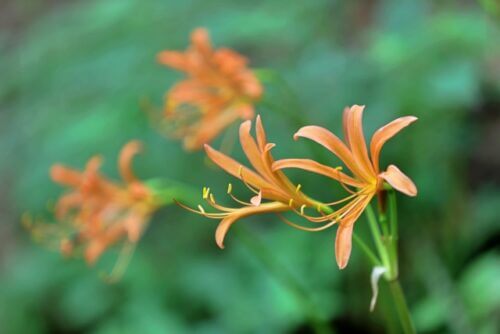 オオキツネノカミソリのまとめ 葉の特徴や花言葉等5個のポイント 植物の育て方や豆知識をお伝えするサイト