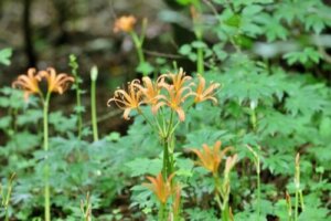 オオキツネノカミソリのまとめ 葉の特徴や花言葉等5個のポイント 植物の育て方や豆知識をお伝えするサイト