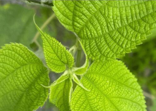 カラムシ 植物 のまとめ 駆除のやり方や食べ方等7個のポイント 植物の育て方や豆知識をお伝えするサイト