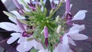 花魁草 オイランソウ のまとめ 育て方 苗の植え替えや種まき と花言葉等8個のポイント 植物の育て方や豆知識をお伝えするサイト