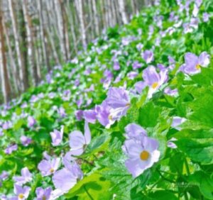 白根葵 シラネアオイ のまとめ 育て方 植え替えや種まき と花言葉等14個のポイント 植物の育て方や豆知識をお伝えするサイト