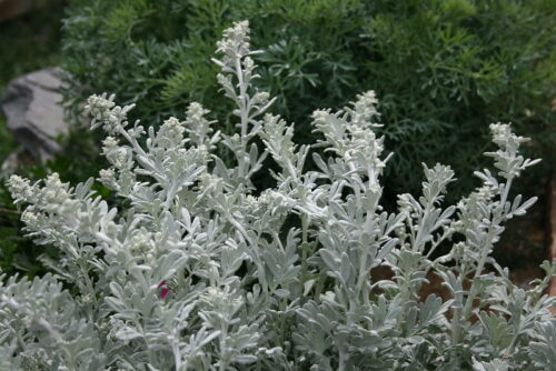 白蓬 シロヨモギ のまとめ 育て方や開花時期等4個のポイント 植物の育て方や豆知識をお伝えするサイト