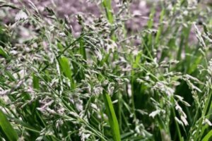 フウセンカズラのまとめ 育て方 苗の植え付けや摘心 と花言葉等18個のポイント 植物の育て方や豆知識をお伝えするサイト