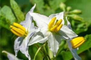 ベルフラワーのまとめ 育て方 寄せ植えや切り戻し と花言葉等15個のポイント 植物の育て方や豆知識をお伝えするサイト