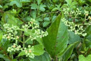 スズメノカタビラのまとめ 駆除の仕方や花言葉等10個のポイント 植物の育て方や豆知識をお伝えするサイト