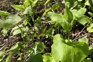 ギボウシ ホスタ のまとめ 育て方 鉢植えや植え替え と花言葉等16個のポイント 植物の育て方や豆知識をお伝えするサイト