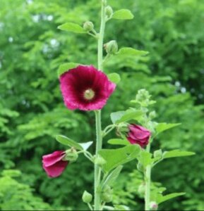 白根葵 シラネアオイ のまとめ 育て方 植え替えや種まき と花言葉等14個のポイント 植物の育て方や豆知識をお伝えするサイト