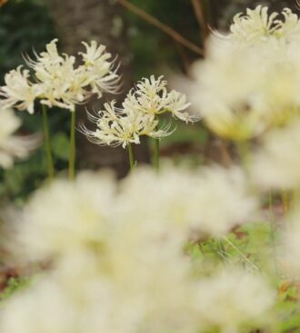 白花曼珠沙華 シロバナマンジュシャゲ のまとめ 育て方や花言葉等5個のポイント 植物の育て方や豆知識をお伝えするサイト