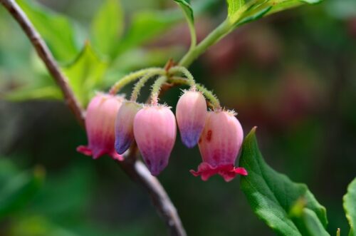 ウラジロヨウラクのまとめ 育て方や花言葉等6個のポイント 植物の育て方や豆知識をお伝えするサイト