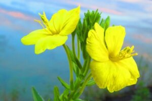 コツラのまとめ 育て方 種まきや苗の植え付け と花言葉等10個のポイント 植物の育て方や豆知識をお伝えするサイト